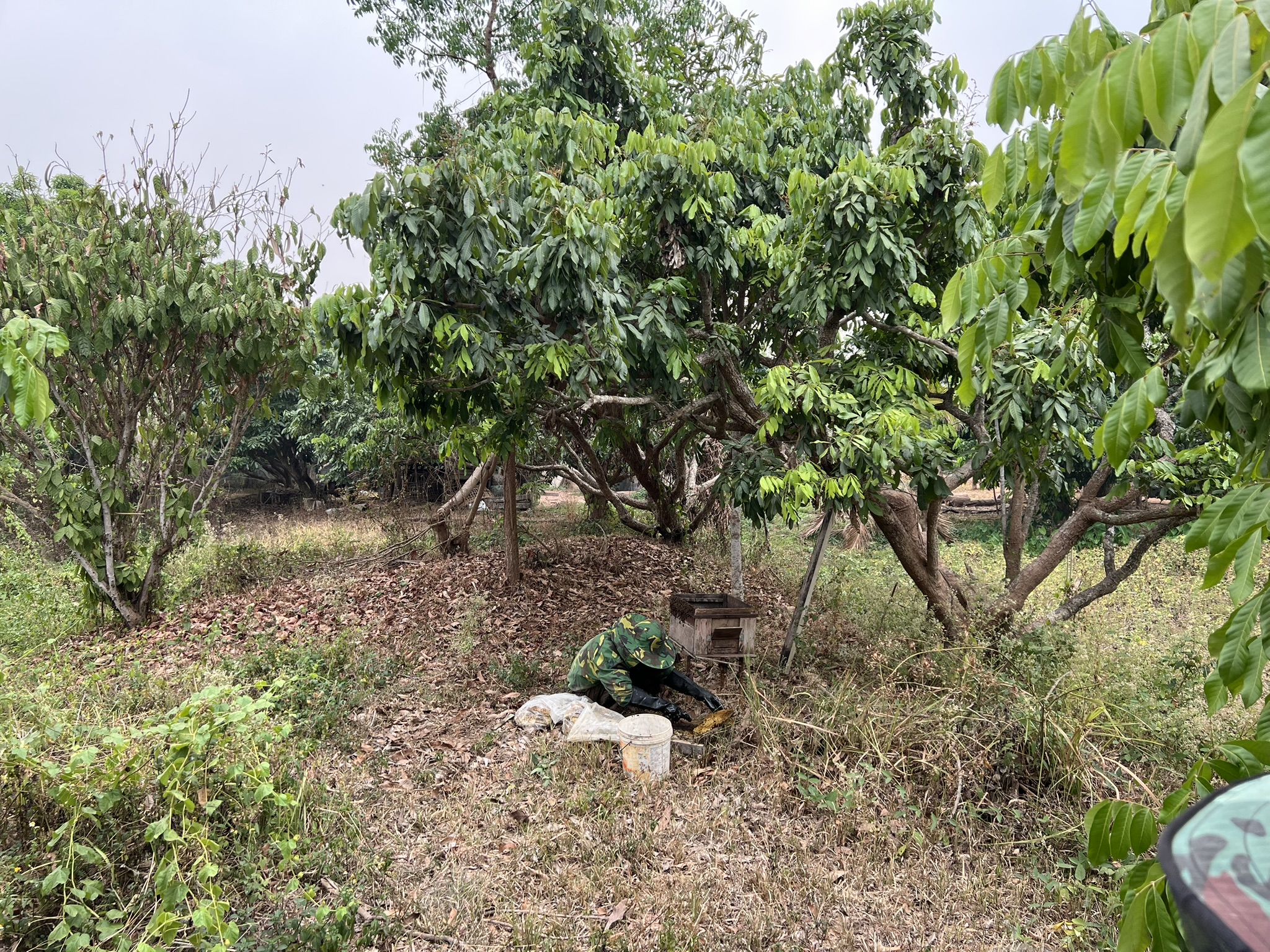 A hive box under the longan trees in Phayao