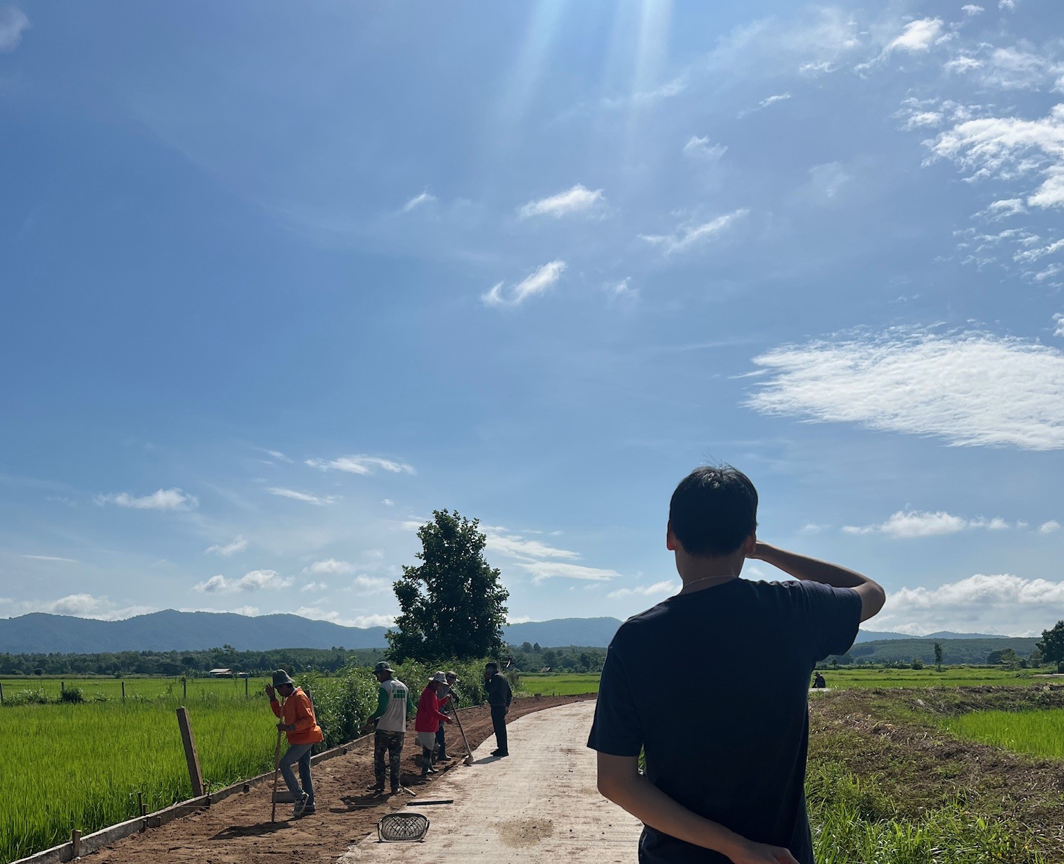 Rice fields on the road into the village in Phayao